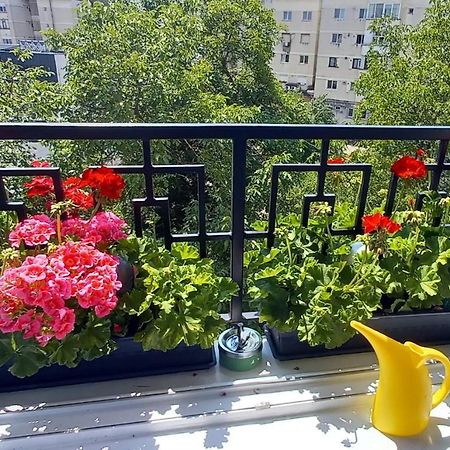 33 Coquette Apartment Baia Mare Exteriér fotografie